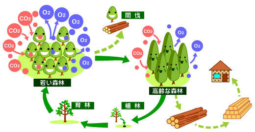 循環型植林について